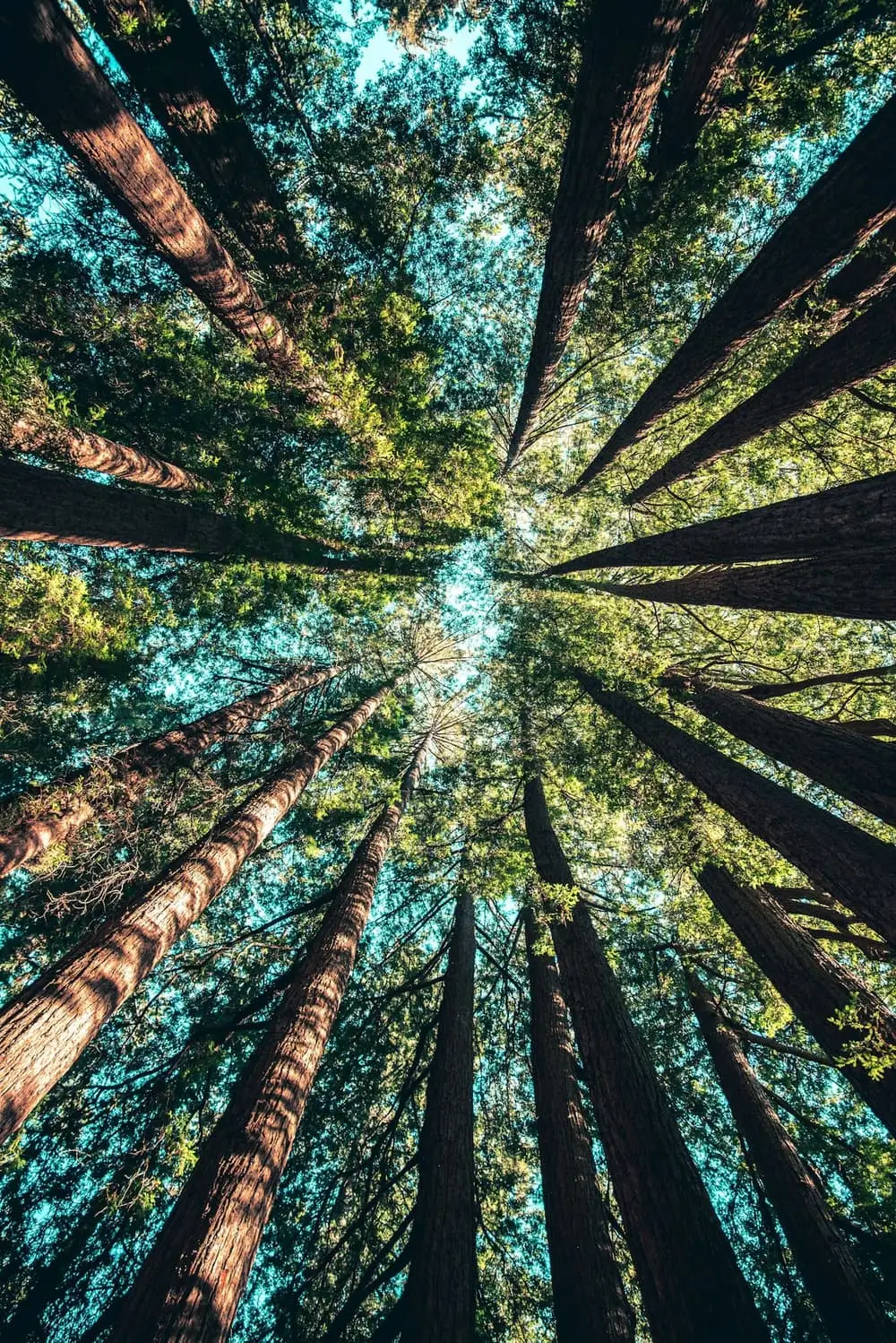 Looking up through a tall forest canopy towards a blue sky