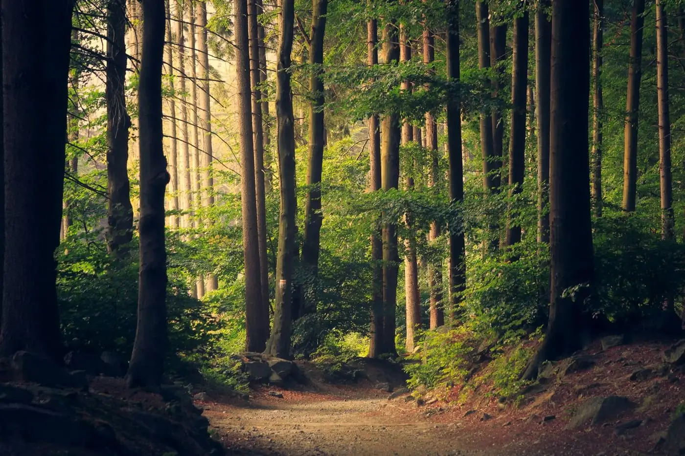 Sunlight streaming through tall trees onto a woodland path