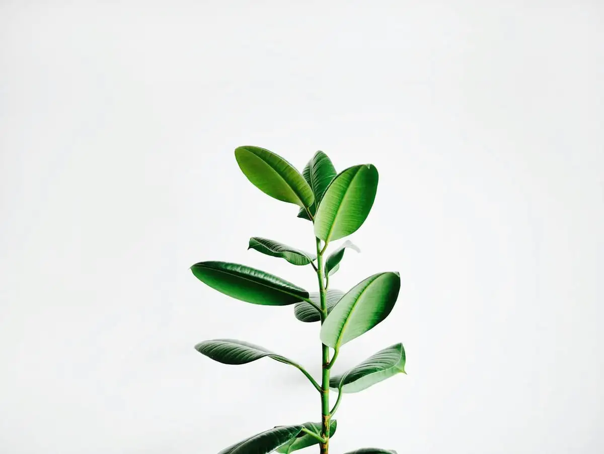A young green plant growing upwards, a symbol of the Turn Paper into Trees project