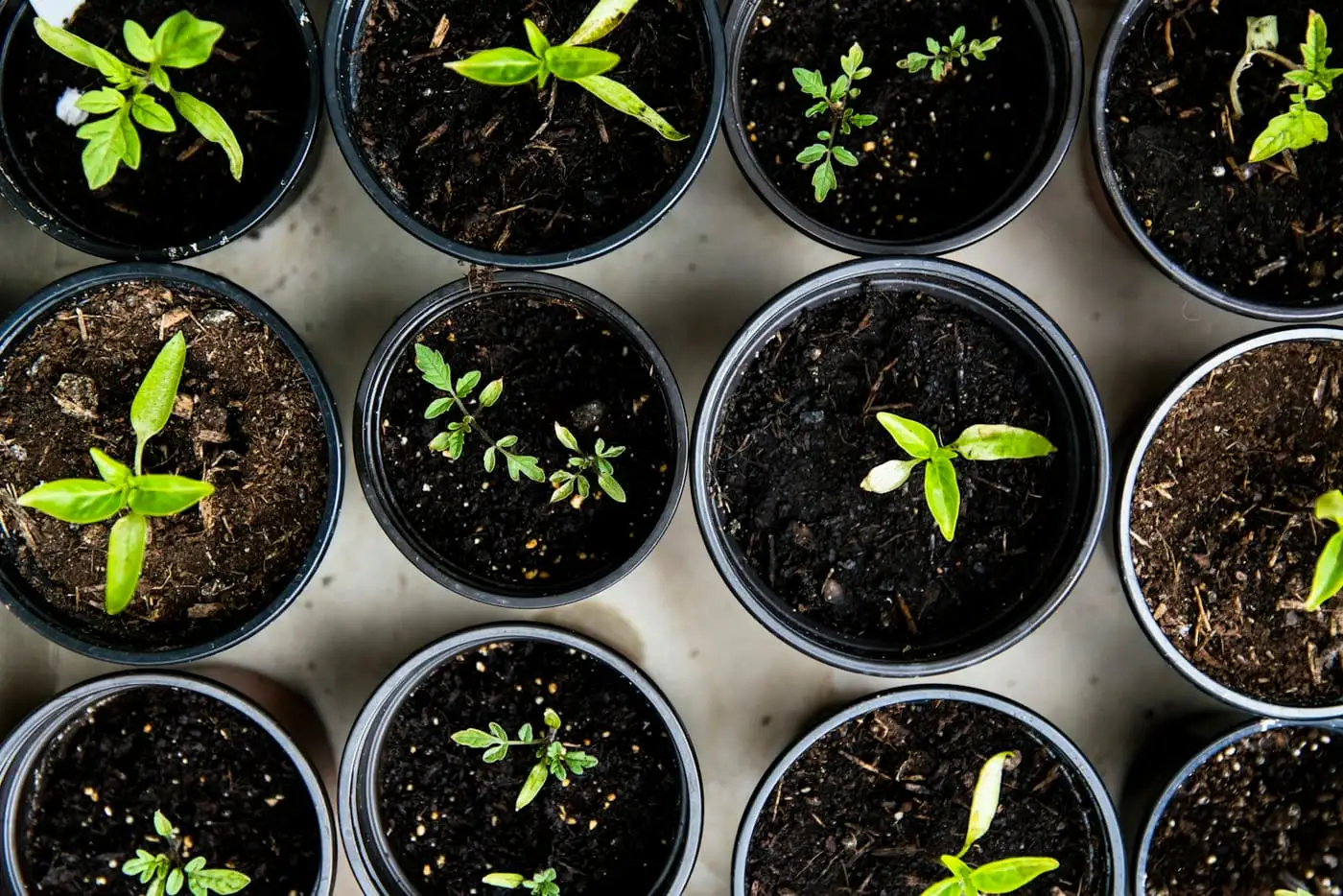 Young seedlings growing in small pots of soil