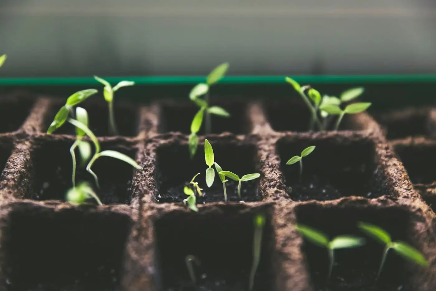 Tiny green shoots sprouting in a seed tray