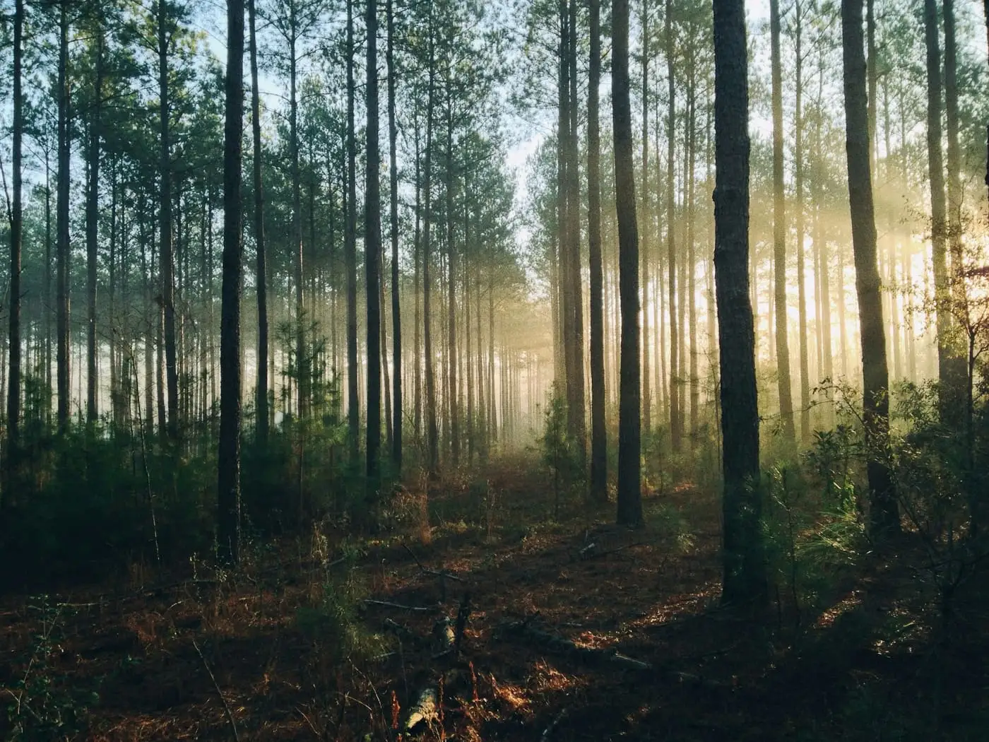 Morning sun shining through a misty pine forest
